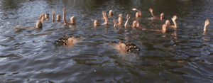 roeimeerdaagse-2 2